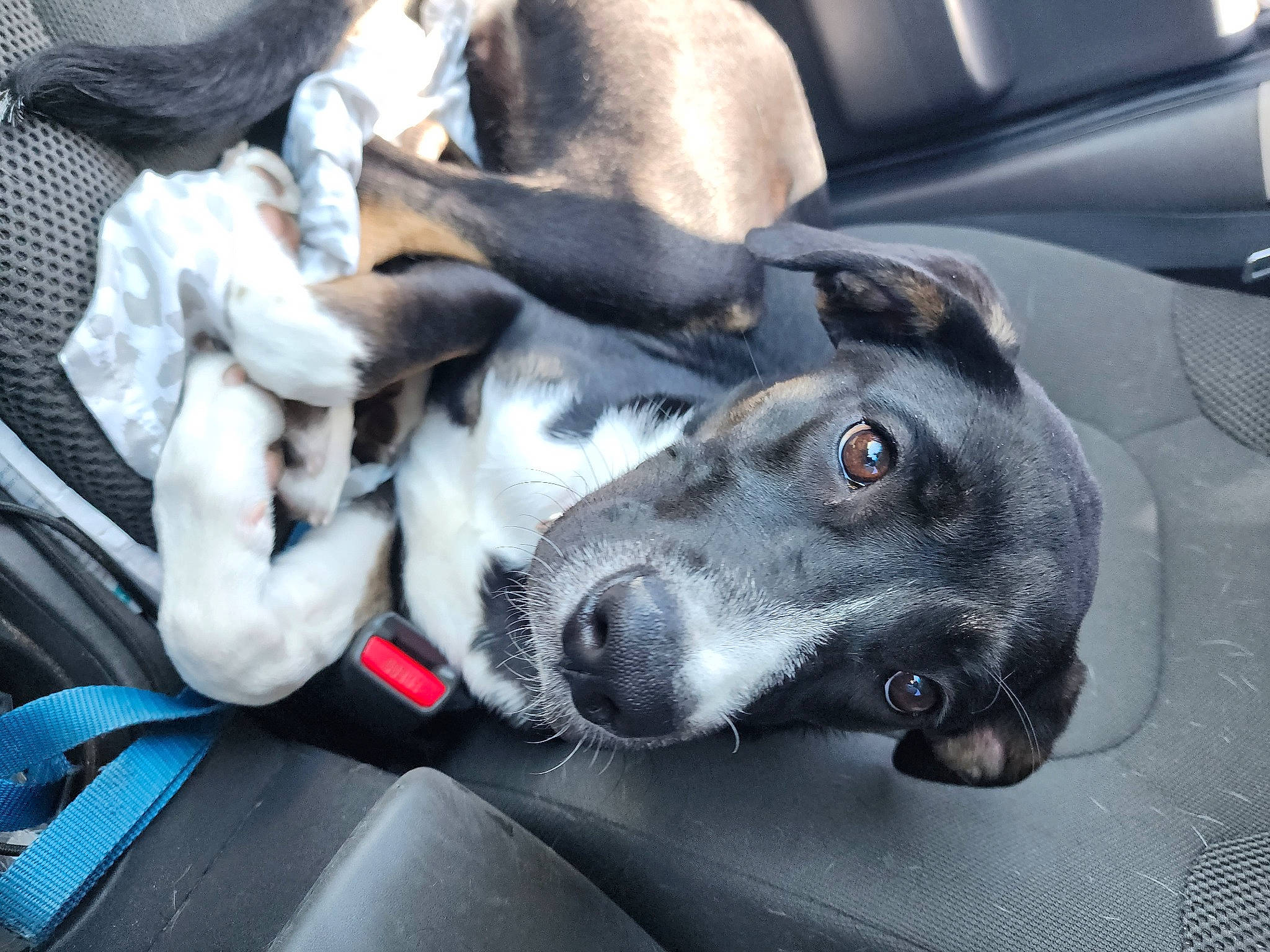 Mireya joined the competition — help win amazing prizes! auto_part, car, car_seat, car_seat_cover, carnivore, collar, comfort, companion_dog, dog, dog_breed, dog_collar, fur, guard_dog, sporting_group, steering_wheel, vehicle, vehicle_door, whiskers, windshield, working_animal