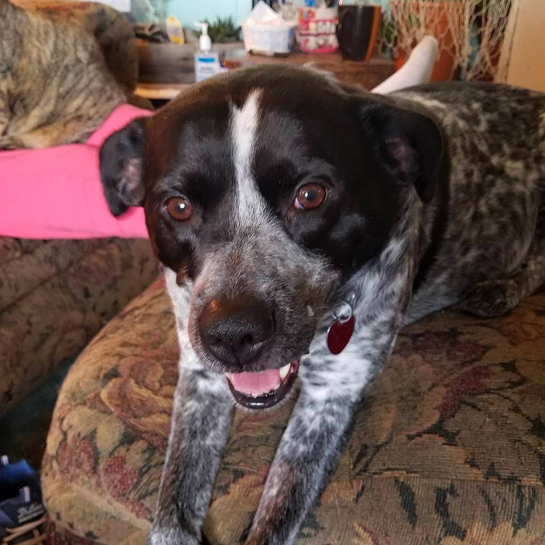 Chet is registered to the contest to win money with this photo: borador, canidae, carnivore, chair, collar, companion_dog, dog, dog_breed, dog_collar, fawn, fur, non_sporting_group, snout, sporting_group, whiskers, working_animal, working_dog