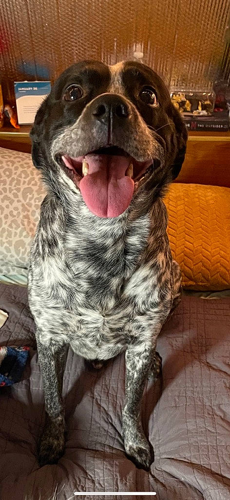 Chet is registered to the contest to win money with this photo: canidae, carnivore, cocker_spaniel, companion_dog, couch, dog, dog_breed, dog_collar, fang, fawn, fur, gun_dog, liver, picture_frame, snout, spaniel, sporting_group, terrestrial_animal, whiskers, working_animal