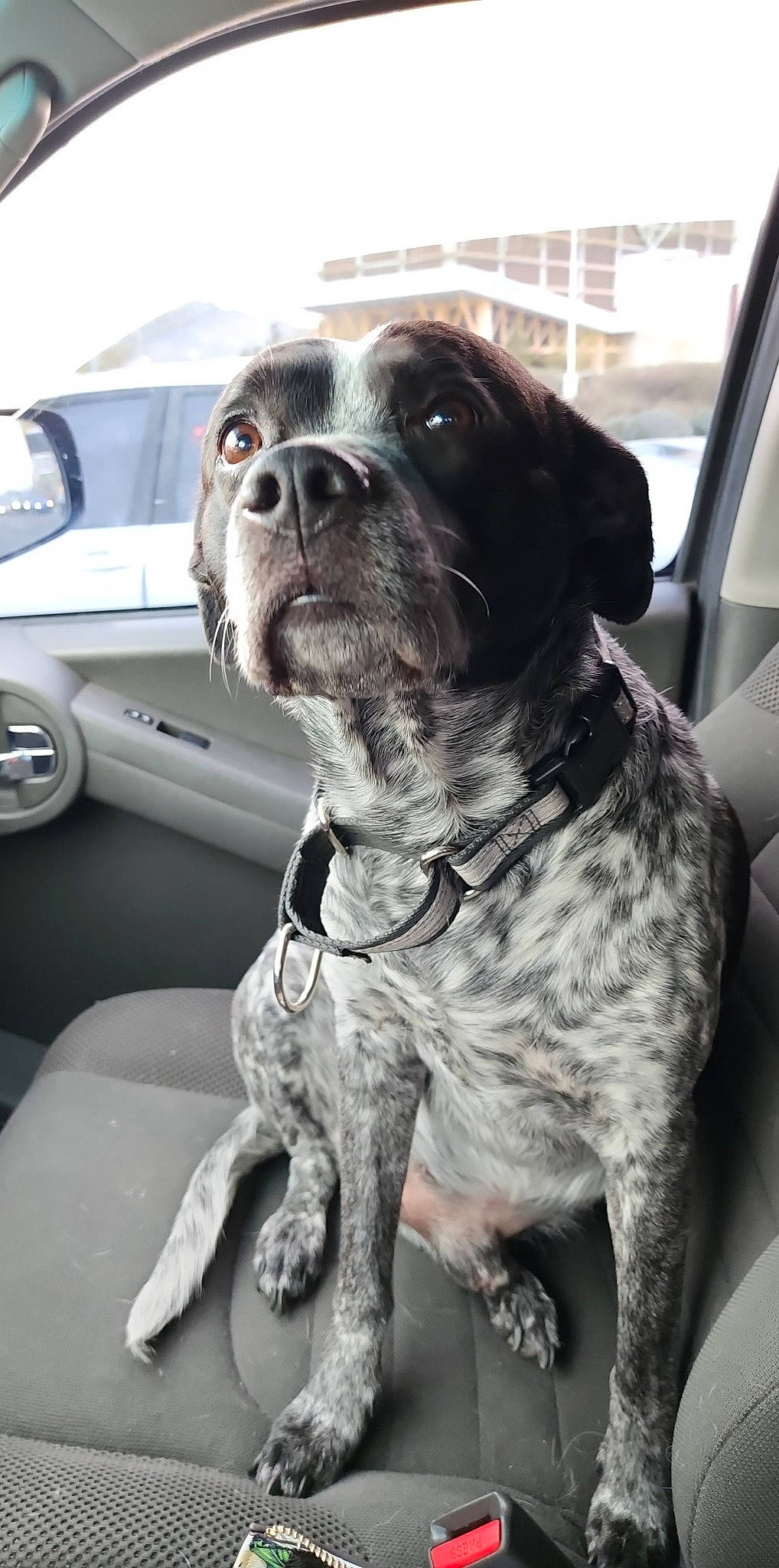 Chet is registered to the contest to win money with this photo: auto_part, car, car_seat, carnivore, collar, companion_dog, dog, dog_breed, dog_collar, family_car, fawn, fur, gun_dog, liver, motor_vehicle, snout, sporting_group, vehicle, vehicle_door, working_animal