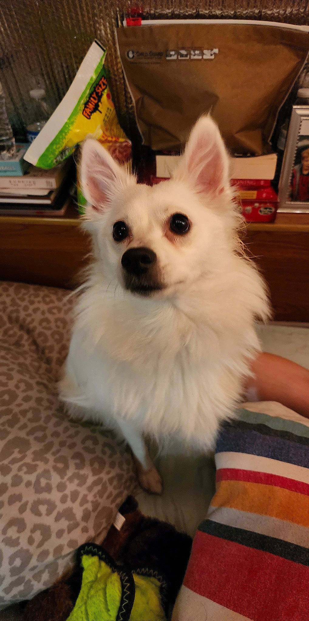 Koko-nut is registered to the contest to win money with this photo: bookcase, canidae, carnivore, companion_dog, dog, dog_breed, dog_supply, eye, fawn, fur, hair, head, iris, shelf, snout, sporting_group, terrestrial_animal, toy_dog, whiskers, working_animal