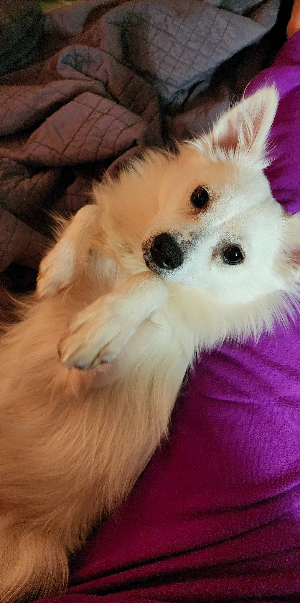 Koko-nut joined the competition — help win amazing prizes! canidae, carnivore, companion_dog, dog, dog_breed, ear, fawn, felidae, fur, german_spitz, head, non_sporting_group, paw, snout, tail, toy_dog, volpino_italiano, whiskers, working_animal