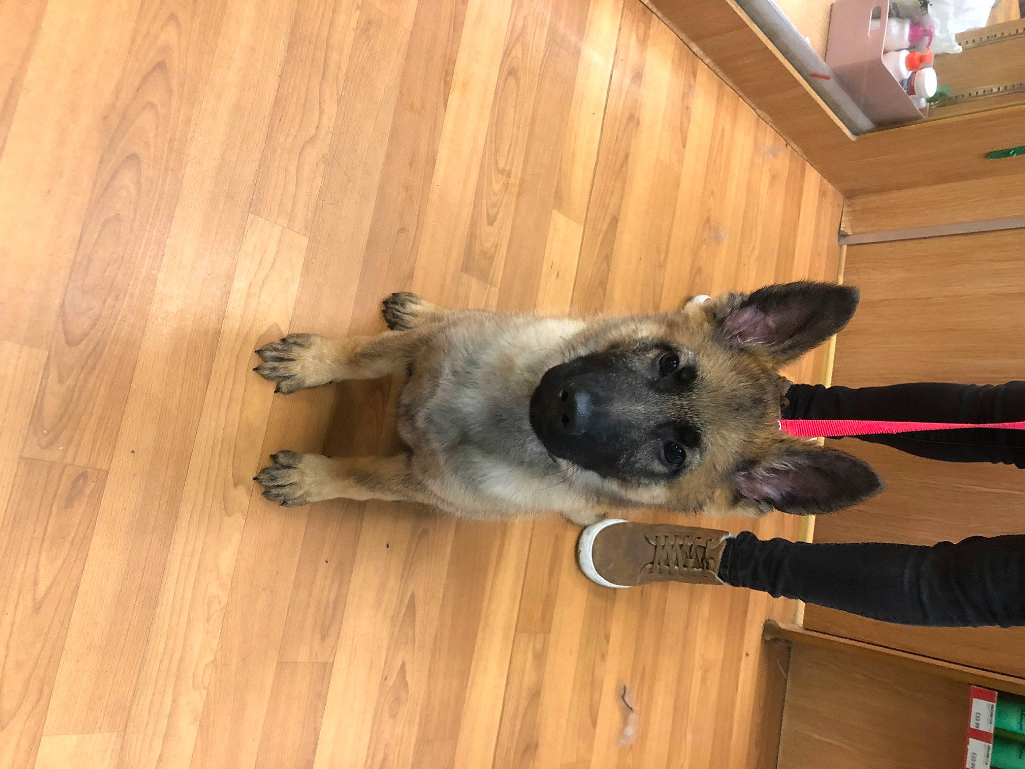 Kenzo joined the competition — help win amazing prizes! canidae, carnivore, companion_dog, dog, dog_breed, fawn, floor, flooring, fur, hardwood, laminate_flooring, plank, plywood, snout, sporting_group, tail, varnish, wood, wood_flooring, wood_stain