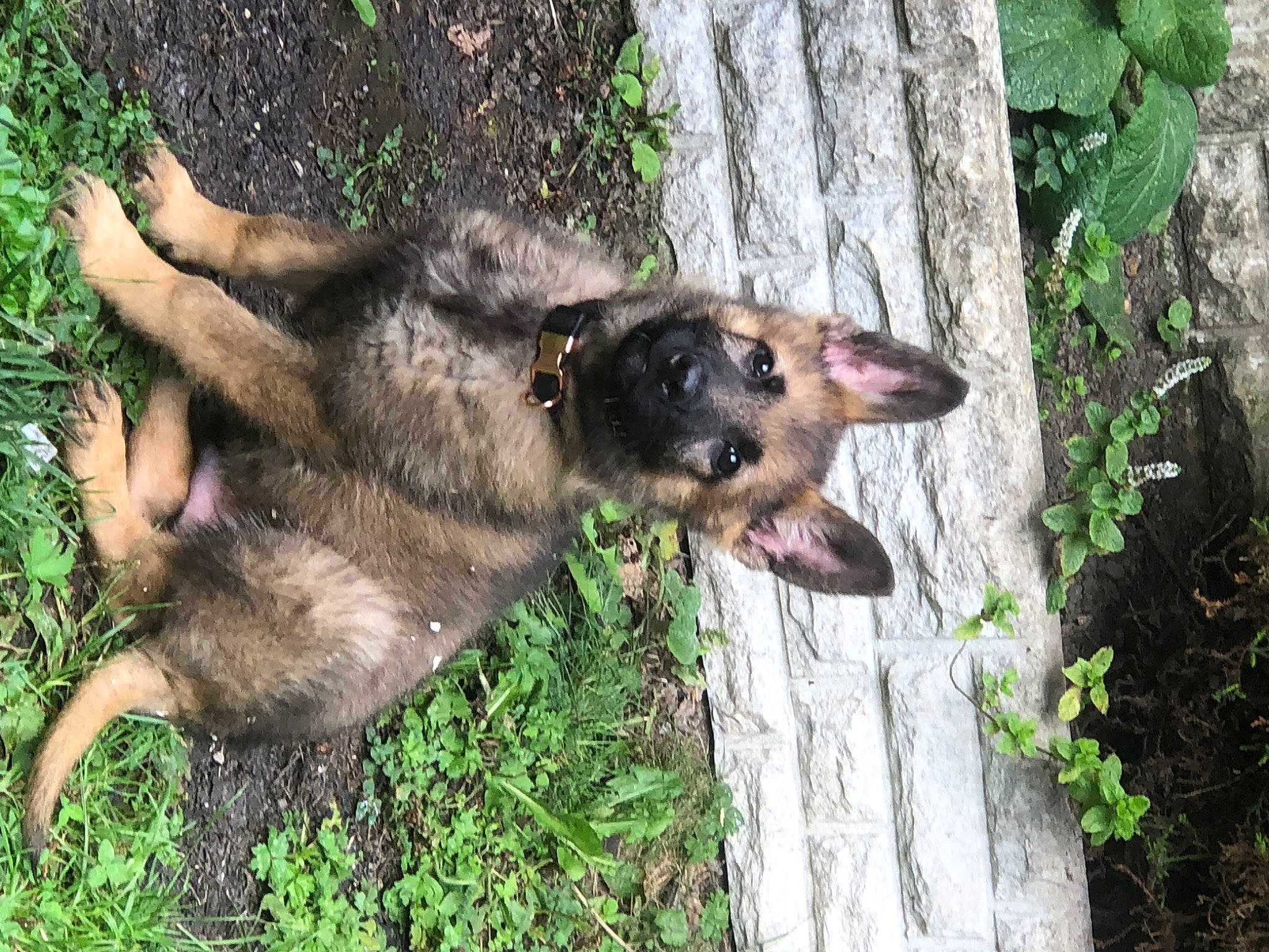 Kenzo is registered to the contest to win money with this photo: canidae, canis, carnivore, dog, dog_breed, east_european_shepherd, fawn, german_shepherd_dog, grass, herding_dog, king_shepherd, old_german_shepherd_dog, plant, snout, sporting_group, terrestrial_animal, trunk, wood, working_animal, working_dog