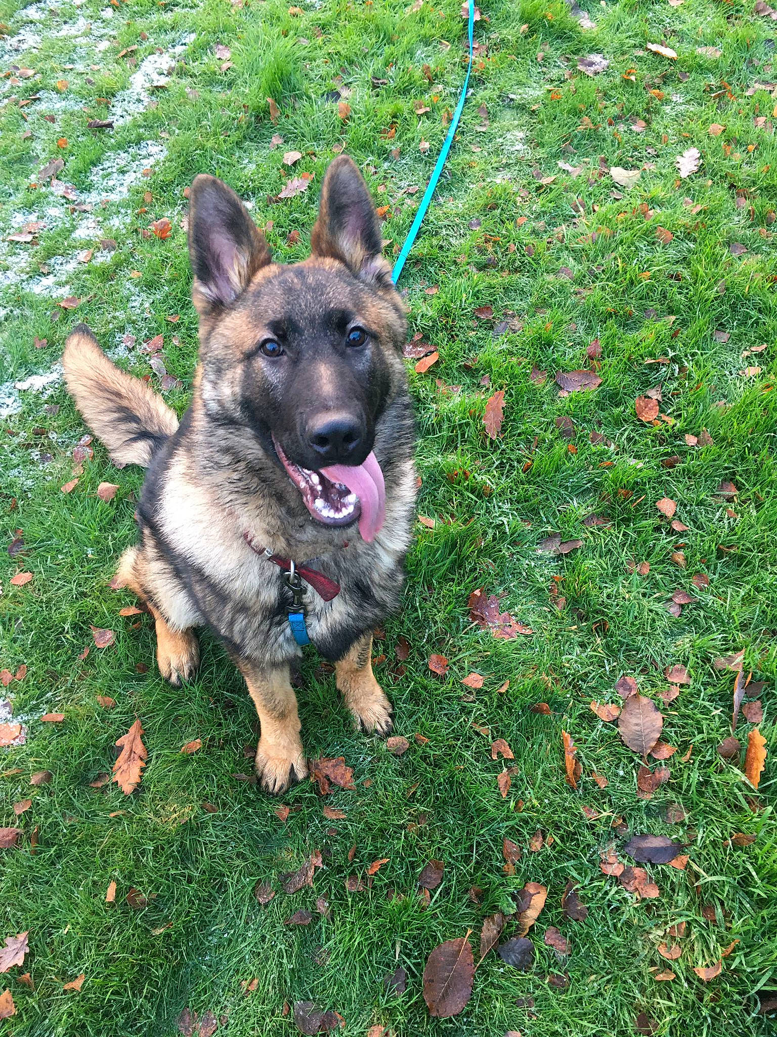 Kenzo joined the competition — help win amazing prizes! canidae, carnivore, collar, companion_dog, dog, dog_breed, dog_supply, east_european_shepherd, fawn, german_shepherd_dog, grass, groundcover, herbaceous_plant, herding_dog, lawn, leash, old_german_shepherd_dog, plant, snout, working_dog