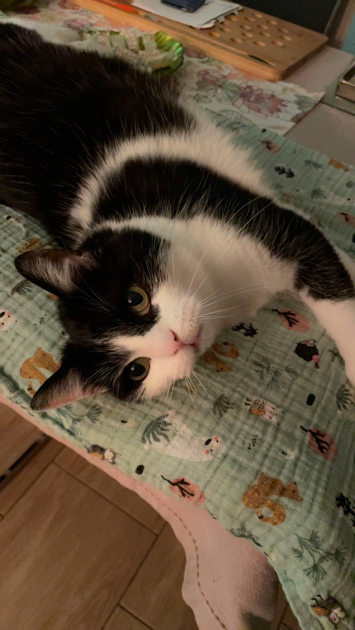 Happy a rejoint le concours — aidez-le/la à gagner de superbes lots ! carnivore, cat, claw, comfort, domestic_short_haired_cat, felidae, flooring, foot, fur, hardwood, linens, mammal, paw, pet_supply, small_to_medium_sized_cats, snout, tail, vertebrate, whiskers, wood