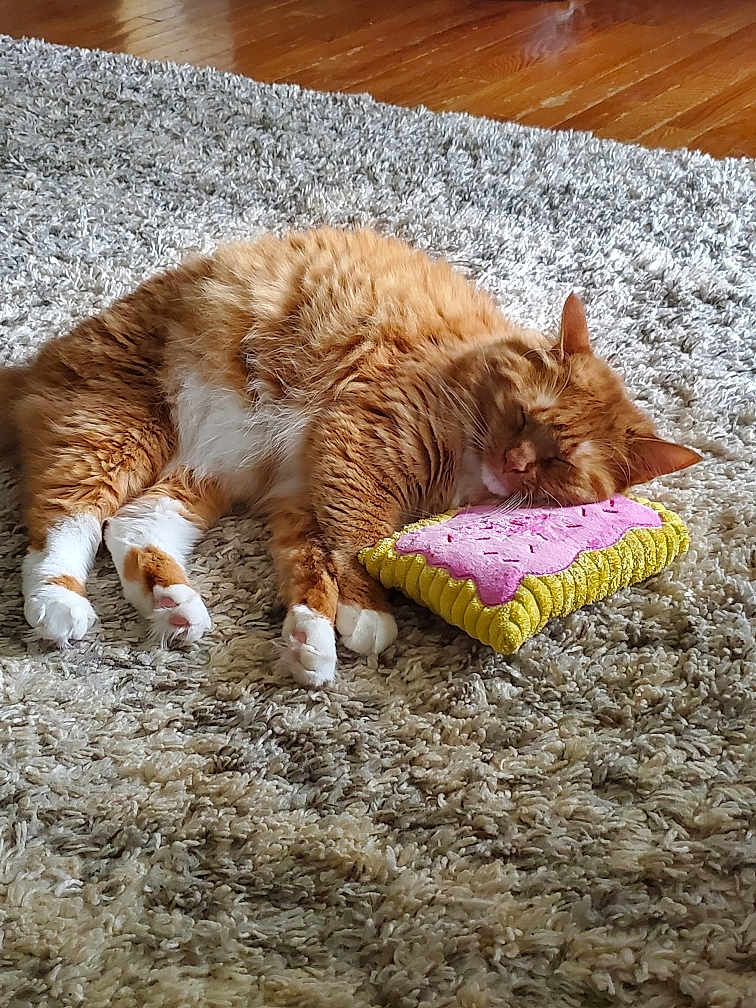 Kylo joined the competition — help win amazing prizes! cat, orange_cat, white_paws, sleeping, carpet, plush_toy, indoor, pet, cozy, resting, feline, fluffy, cute, animal, domestic_cat, soft_texture, wood_floor, relaxation, nap, toy