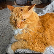 Kylo is registered to the contest to win money with this photo: cat, orange_tabby, feline, pet, whiskers, fur, relaxed, indoor, blanket, cozy, animal, mammal, cute, sleepy, resting, soft, household, domestic, closeup, paw