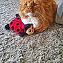 Kylo joined the competition — help win amazing prizes! cat, orange_tabby, plush_toy, ladybug, carpet, indoor, pet, feline, cute, cuddling, soft_fur, toy, animal, closeup, domestic_cat, whiskers, floor, relaxed, mammal, cozy