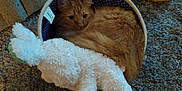 Kylo is registered to the contest to win money with this photo: cat, orange_cat, tabby, stuffed_toy, white_bunny, plush_toy, basket, carpet, gray_carpet, yellow_toy, indoor, cozy, pet, animal, feline, curled_up, resting, soft_texture, home, relaxing