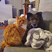 Bella is registered to the contest to win money with this photo: cat, dog, couch, blanket, living_room, pet, fur, orange_cat, dark_dog, cozy, indoor, furniture, animal, companion, friendship, portrait, home, relaxing, soft_lighting, curtains