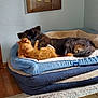 Bella is registered to the contest to win money with this photo: cat, dog, pet_bed, snuggling, orange_cat, black_dog, indoor, cozy, fur, animal_companions, carpet, wood_floor, wall_art, home_interior, resting, cuddle, friendship, relaxation, furniture, domestic