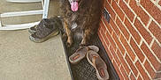 Bella is registered to the contest to win money with this photo: dog, animal, pet, porch, brick_wall, footwear, flip_flops, sneakers, rocking_chair, concrete_floor, happy, tongue_out, sitting, tray, outdoor, daylight, furry, brown, black, home