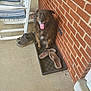 dog, animal, pet, porch, brick_wall, footwear, flip_flops, sneakers, rocking_chair, concrete_floor, happy, tongue_out, sitting, tray, outdoor, daylight, furry, brown, black, home