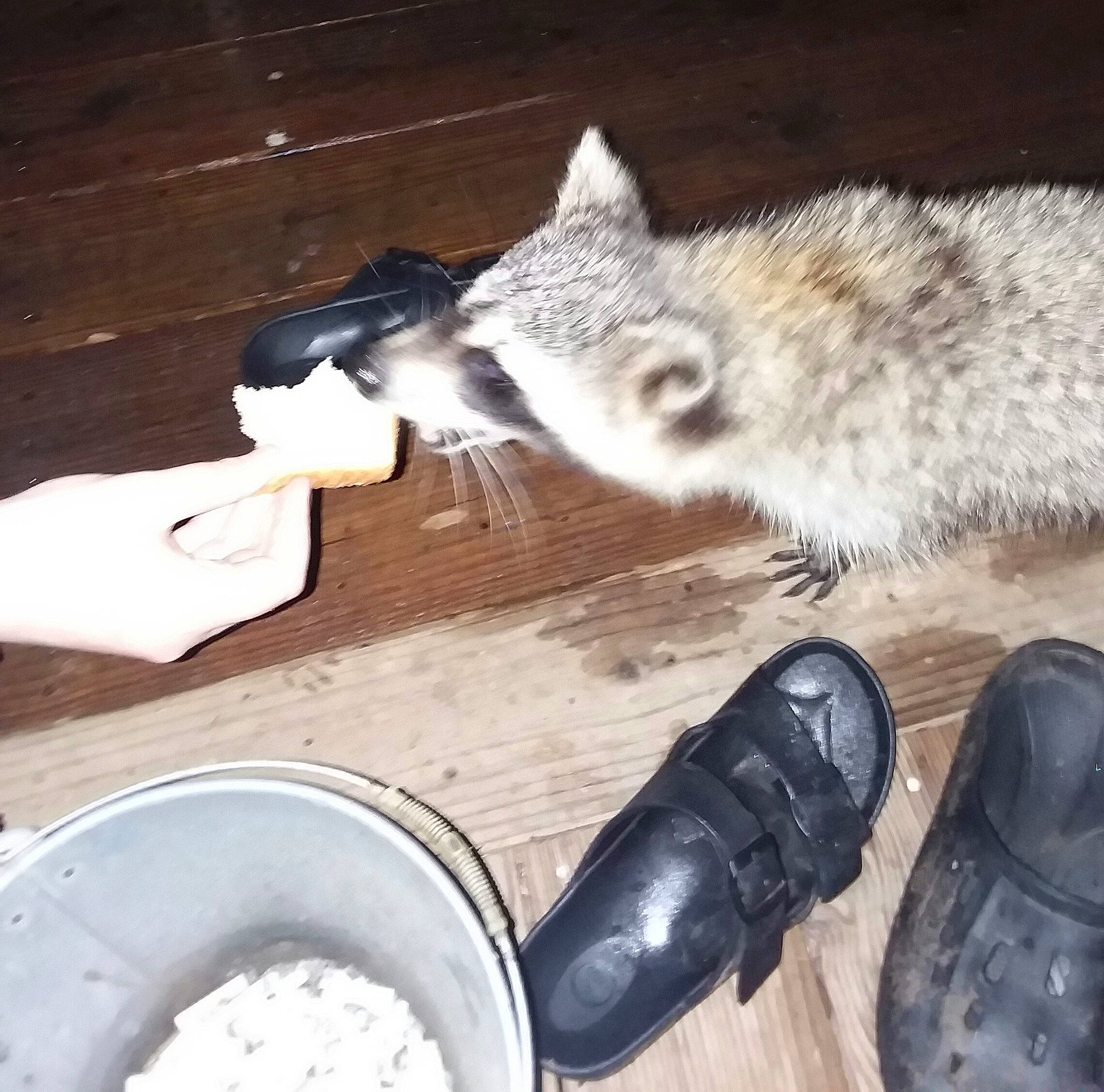 Trash-panda joined the competition — help win amazing prizes! canidae, carnivore, cat, felidae, footwear, fur, shoe, small_to_medium_sized_cats, tail