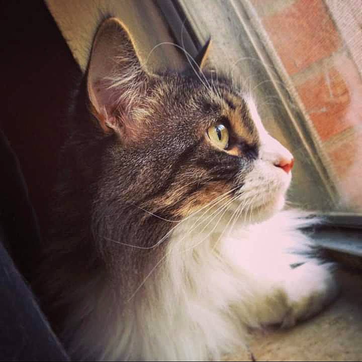 Pat is registered to the contest to win money with this photo: aegean_cat, cat, cat_like_mammal, domestic_long_haired_cat, domestic_short_haired_cat, european_shorthair, eye, fauna, fur, kitten, maine_coon, norwegian_forest_cat, small_to_medium_sized_cats, snout, whiskers