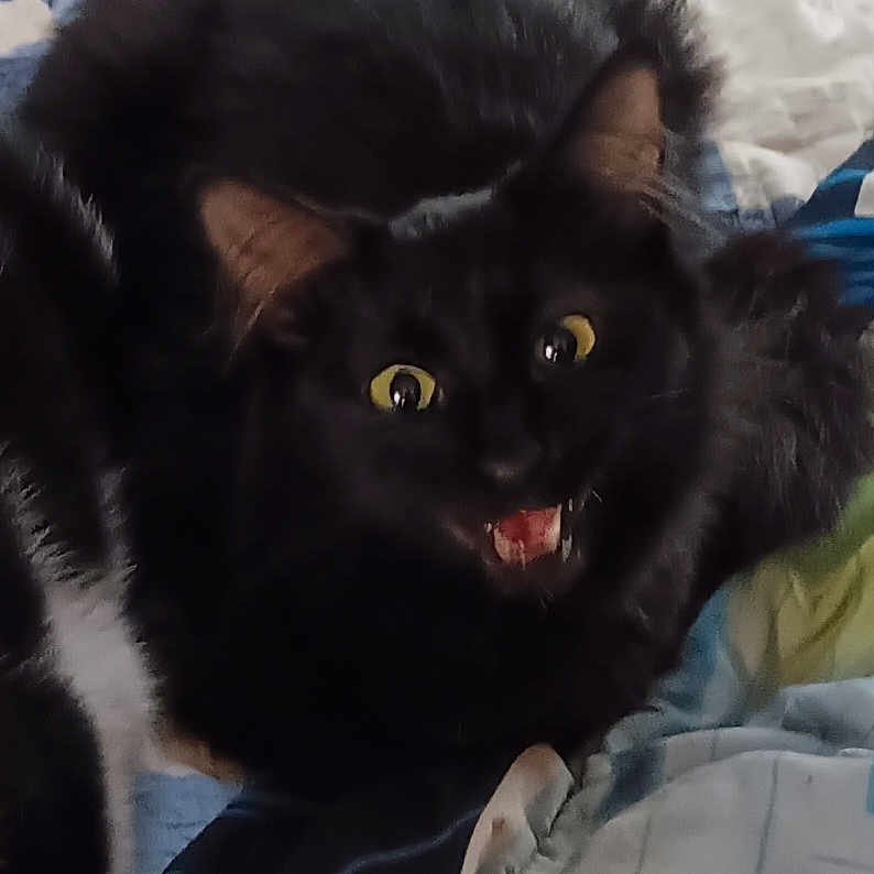 Snotti is registered to the contest to win money with this photo: animal, bed, bedroom, blackcat, blanket, bodypart, cat, couch, cushion, furniture, homedecor, indoors, kitten, manx, mouth, person, pet, quilt, room, tongue