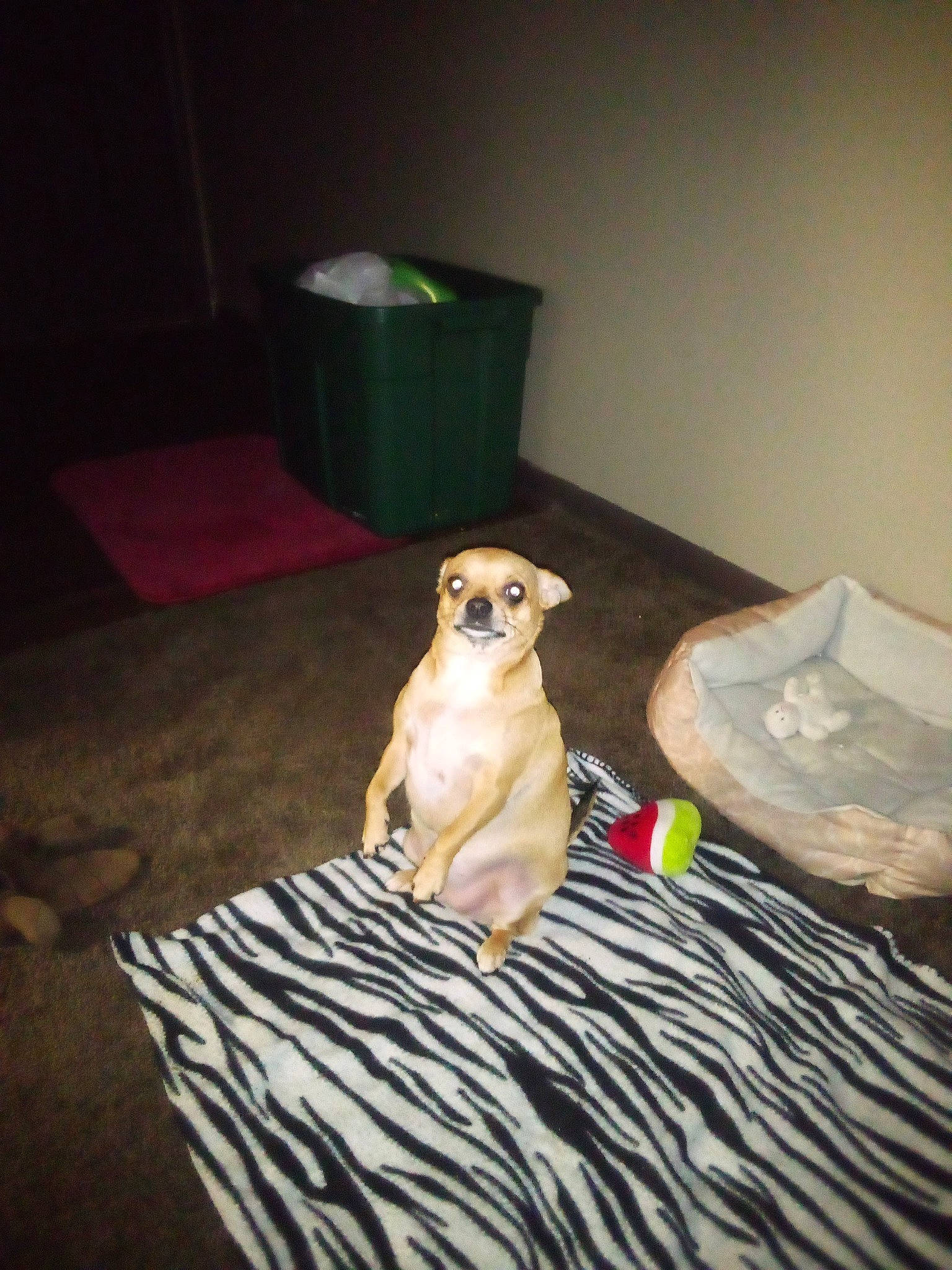 Baybay joined the competition — help win amazing prizes! carnivore, comfort, companion_dog, dog, dog_breed, dog_supply, fawn, flooring, fur, hardwood, linens, room, snout, sporting_group, sunglasses, toy, toy_dog, whiskers, wood, working_animal