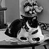 Zazou a rejoint le concours — aidez-le/la à gagner de superbes lots ! animal, black_and_white, cat, eyes, feline, flowers, furniture, glass_table, home, indoors, lying_down, monochrome, pet, portrait, relaxed, sitting, table, tuxedo_cat, vase, whiskers