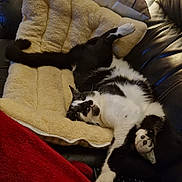 Zazou participe au concours pour gagner de l'argent avec cette photo : animal, belly, black_and_white, blanket, cat, couch, cozy, fur, home, indoor, lounging, paws, pet, pillow, playful, portrait, relaxed, sleeping, upside_down, whiskers