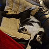 animal, belly, black_and_white, blanket, cat, couch, cozy, fur, home, indoor, lounging, paws, pet, pillow, playful, portrait, relaxed, sleeping, upside_down, whiskers