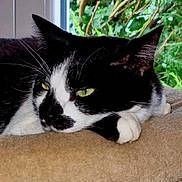 Zazou a rejoint le concours — aidez-le/la à gagner de superbes lots ! animal, black_and_white, cat, close_up, domestic_animal, ears, face, feline, fur, green_eyes, indoor, nature_background, paw, pet, portrait, relaxed, resting, soft_surface, whiskers, window