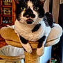 animal, black_and_white, cat, cat_tree, cozy, feline, floor_tiles, fur, furniture, green_eyes, home, indoor, looking, paws, pet, portrait, relaxed, scratching_post, whiskers, wooden_cabinet