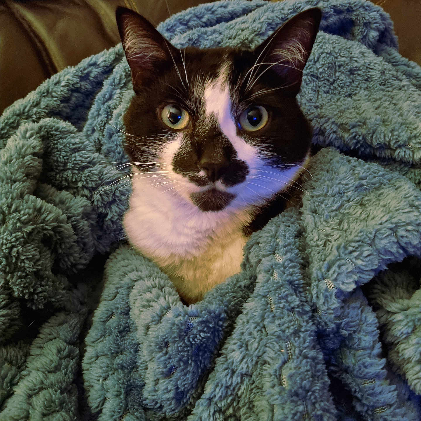 Zazou a rejoint le concours — aidez-le/la à gagner de superbes lots ! animal, blanket, blue, cat, close_up, comfort, couch, cozy, curious, ears, eyeballs, face, fluffy, fur, indoor, pet, relaxed, sitting, tuxedo_cat, whiskers
