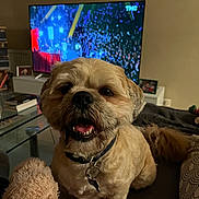 Diégo participe au concours pour gagner de l'argent avec cette photo : animal, canine, collar, companion, couch, cozy, dog, fur, furniture, happy, household, indoor, living_room, pet, photography, portrait, smiling, teddy_bear, television, toy