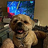 animal, canine, collar, companion, couch, cozy, dog, fur, furniture, happy, household, indoor, living_room, pet, photography, portrait, smiling, teddy_bear, television, toy