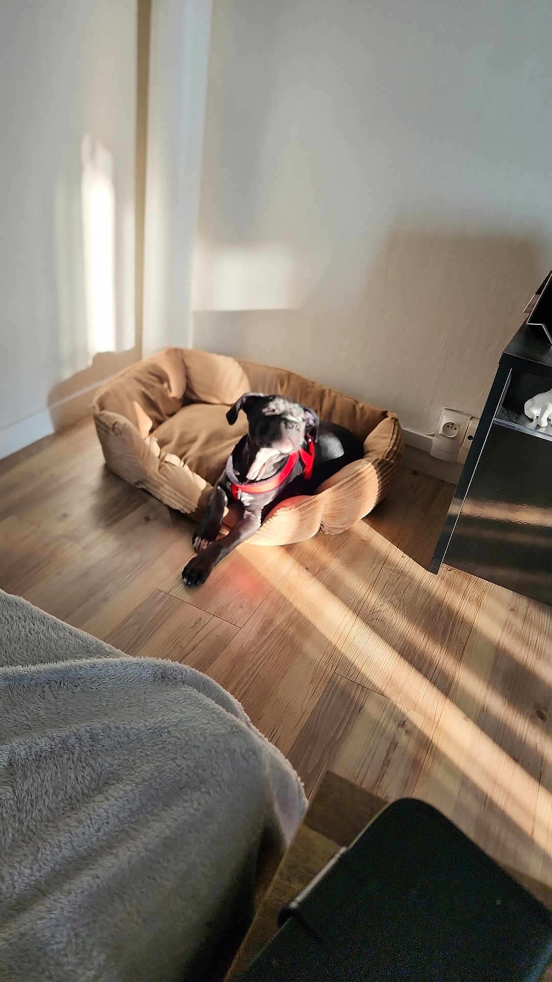 Akamaru a rejoint le concours — aidez-le/la à gagner de superbes lots ! dog, pet_bed, black_dog, red_harness, indoor, sunlight, wooden_floor, shadow, wall, furniture, power_outlet, relaxing, cozy, bedroom, household, comfort, daylight, resting, calm, domestic