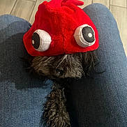 Shakira joined the competition — help win amazing prizes! dog, pet, hat, red_hat, curly_fur, lap, jeans, indoor, funny, costume, animal, cute, small_dog, casual, clothing, person, legs, sitting, closeup, playful