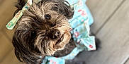 Shakira joined the competition — help win amazing prizes! dog, small_dog, curly_fur, black_dog, pet, outfit, bow, floral_pattern, looking_up, floor, tile_floor, indoor, cute, adorable, animal, companion, portrait, close_up, domestic_animal, pet_clothing