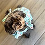 dog, small_dog, curly_fur, black_dog, pet, outfit, bow, floral_pattern, looking_up, floor, tile_floor, indoor, cute, adorable, animal, companion, portrait, close_up, domestic_animal, pet_clothing