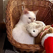 Lasher is registered to the contest to win money with this photo: animal, basket, brown, cat, cozy, cuddling, cute, feline, fluffy, holiday, indoors, pet, plush_toy, portrait, red, stuffed_animal, teddy_bear, white, white_cat, wicker_basket