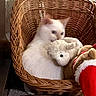 animal, basket, brown, cat, cozy, cuddling, cute, feline, fluffy, holiday, indoors, pet, plush_toy, portrait, red, stuffed_animal, teddy_bear, white, white_cat, wicker_basket