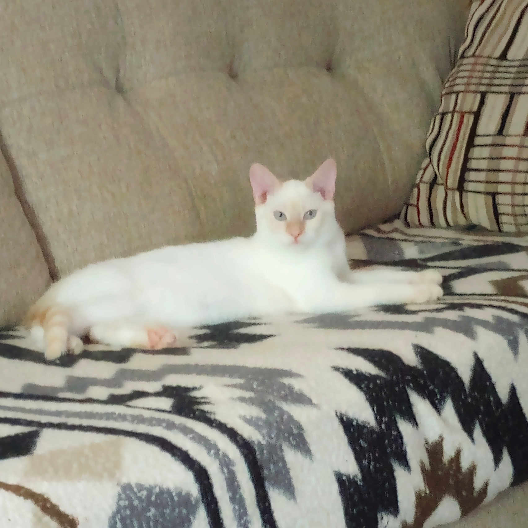 Lasher joined the competition — help win amazing prizes! animal, blanket, blue_eyes, cat, couch, cozy, cushion, feline, home, indoors, living_room, looking_at_camera, lying_down, patterned_blanket, pet, pink_ears, portrait, relaxed, sofa, white_cat