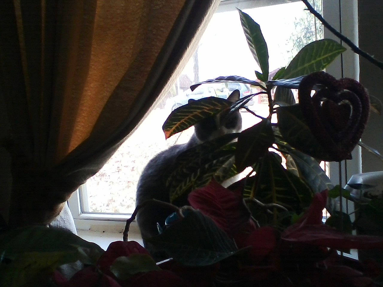 Gray Kitty is registered to the contest to win money with this photo: botany, flower, houseplant, leaf, nepenthes, organism, plant, plant_stem, sunlight, tree, window