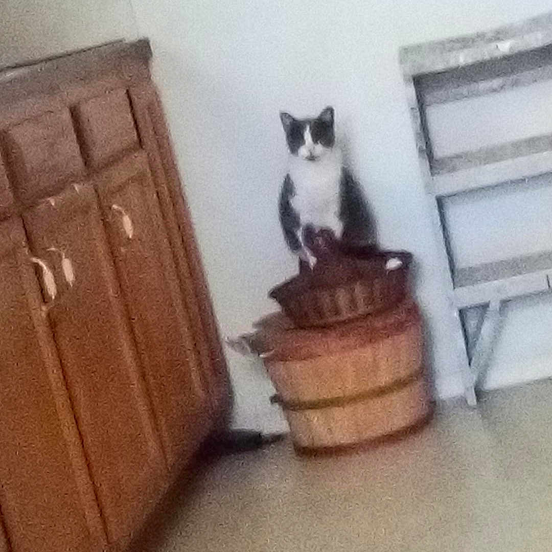 Gray Kitty