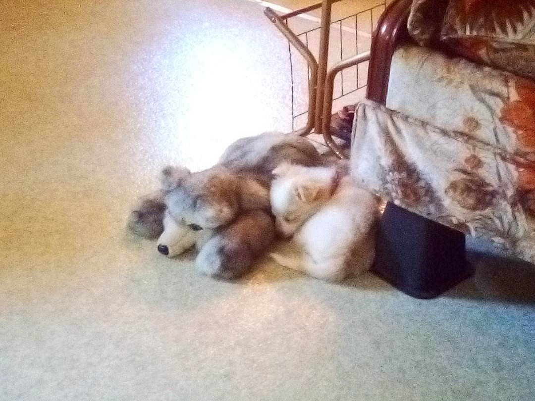 Angel joined the competition — help win amazing prizes! canidae, carnivore, claw, comfort, companion_dog, dog, dog_breed, fawn, felidae, flooring, fur, paw, pomeranian, small_to_medium_sized_cats, spitz, tail, toy_dog, whiskers, wood, working_animal