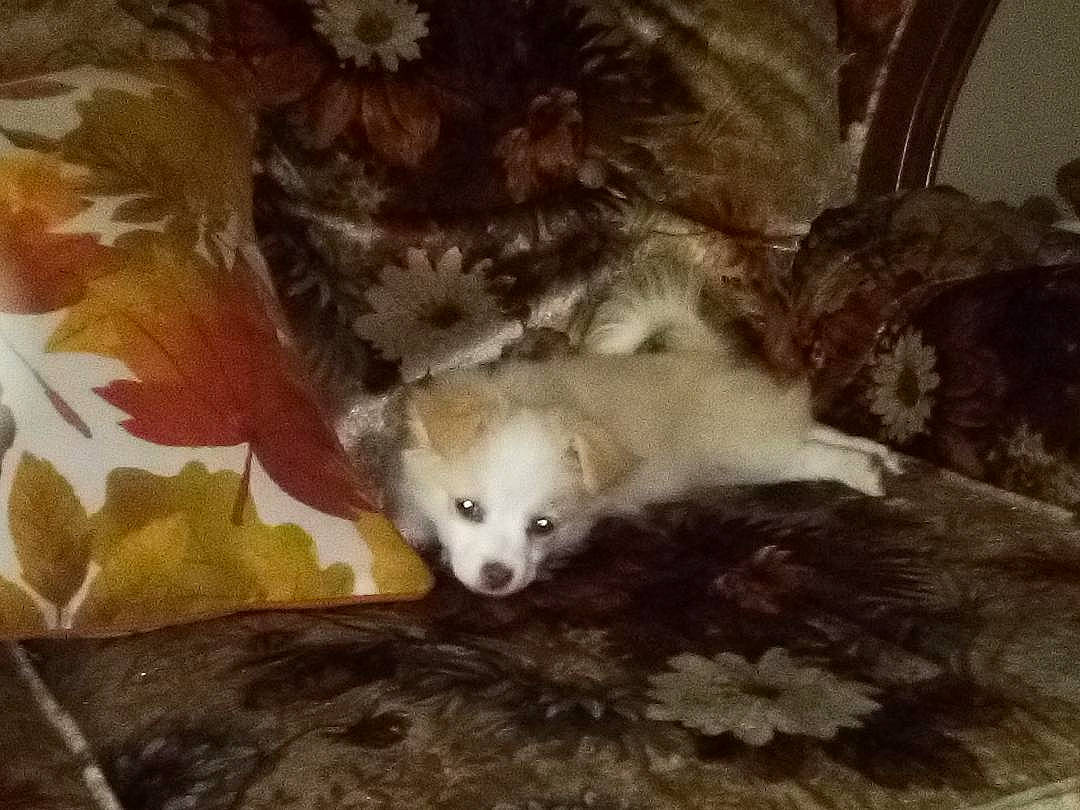 Angel is registered to the contest to win money with this photo: canidae, carnivore, claw, comfort, companion_dog, dog, dog_breed, fawn, felidae, fur, head, mustelidae, paw, small_to_medium_sized_cats, snout, tail, terrestrial_animal, whiskers, wildlife, wood