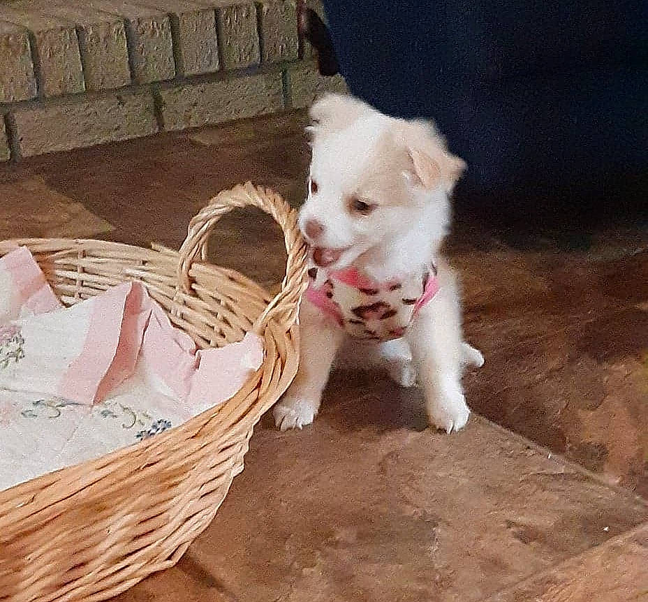 Angel is registered to the contest to win money with this photo: basket, bowl, canidae, carnivore, companion_dog, dog, dog_breed, fawn, felidae, fur, paw, picnic_basket, sporting_group, storage_basket, tail, toy_dog, whiskers, wicker, wood, working_animal