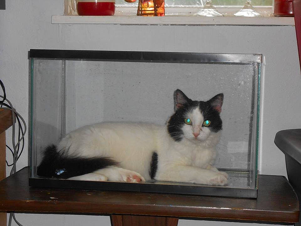 Kitkat is registered to the contest to win money with this photo: birman, carnivore, cat, domestic_long_haired_cat, felidae, mammal, ragamuffin, ragdoll, small_to_medium_sized_cats, snowshoe, turkish_van, whiskers