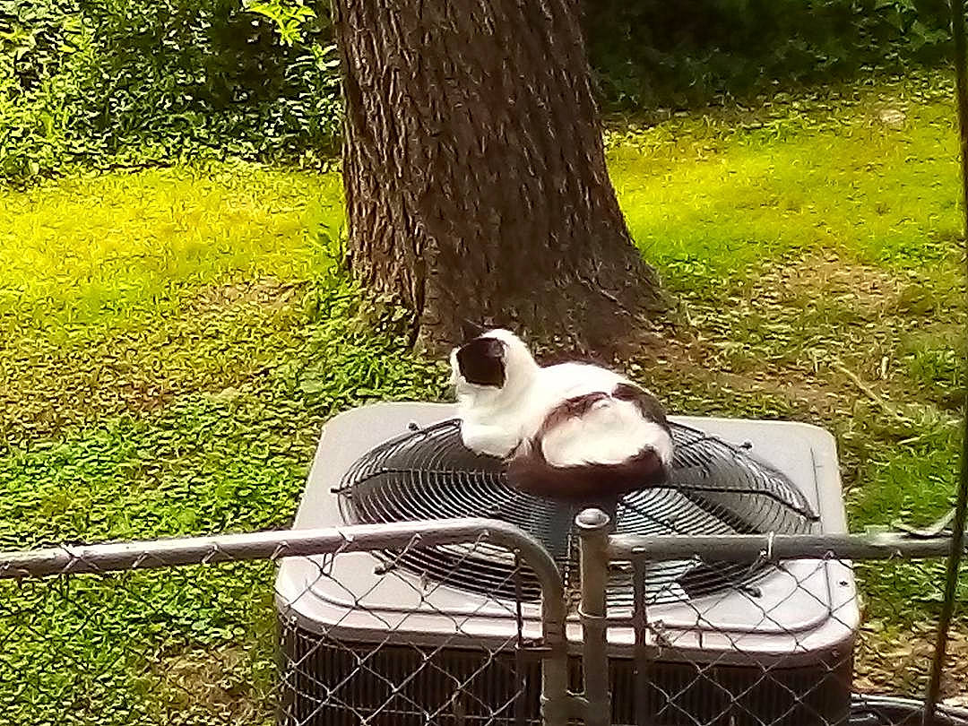 Kitkat is registered to the contest to win money with this photo: carnivore, chair, companion_dog, dog_breed, felidae, grass, grass_family, lawn, leisure, mammal, outdoor_furniture, plant, shade, tail, terrestrial_animal, tints_and_shades, tree, trunk, wood, woody_plant