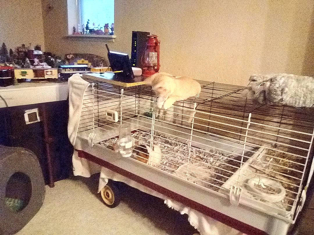 Dusty is registered to the contest to win money with this photo: automotive_tire, cage, cloud, composite_material, cooking, flooring, gas, houseplant, kitchen_appliance, machine, major_appliance, mammal, metal, pet_supply, service, television, tire, vertebrate, wheel, window