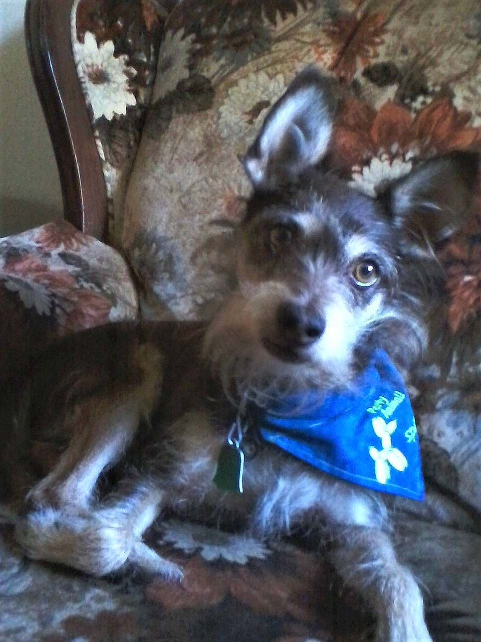 Spike joined the competition — help win amazing prizes! cairn_terrier, canidae, carnivore, companion_dog, dog, dog_breed, mammal, miniature_schnauzer, puppy, snout, sporting_group, terrier, toy_dog