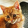 cat, close_up, cute, domestic_cat, ear, eye, fur, ginger_cat, indoor, kitten, orange_fur, pet, pet_portrait, pink_nose, portrait, rug, tile_floor, whiskers, wide_eyes, young