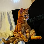 After participe au concours pour gagner de l'argent avec cette photo : big_eyes, blanket, cat, cord, couch, cozy, curious, domestic_cat, ears, ginger_cat, indoor, kitten, orange_tabby, paws, pet, power_strip, sitting, tabby, towel, whiskers