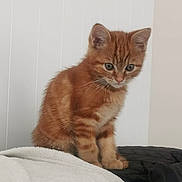 After participe au concours pour gagner de l'argent avec cette photo : cat, kitten, orange_tabby, fur, pet, animal, whiskers, ears, green_eyes, cute, young, domestic_cat, indoor, soft, fluffy, sitting, looking_down, curious, feline, closeup