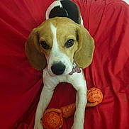 Vaiana participe au concours pour gagner de l'argent avec cette photo : animal, beagle, canine, collar, cute, dog, domestic, ears, fur, indoor, laying_down, looking_up, nose, orange_toy, paw, pet, playing, puppy, red_couch, toy